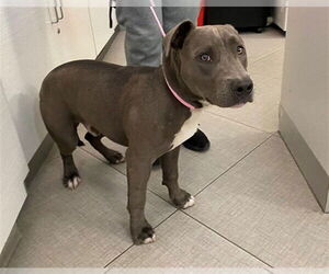 American Pit Bull Terrier Dogs for adoption in Rancho Cucamonga, CA, USA