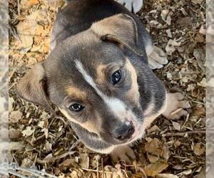 German Shepherd Dog-Unknown Mix Dogs for adoption in Stockton, CA, USA