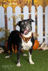 Mastador Dogs for adoption in Glendale , AZ, USA