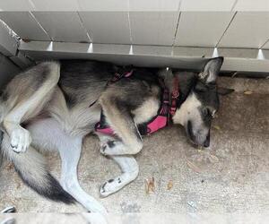 Siberian Husky Dogs for adoption in San Antonio, TX, USA