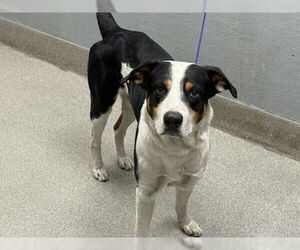 American Pit Bull Terrier-Unknown Mix Dogs for adoption in Las Vegas, NV, USA