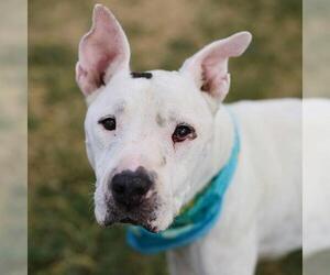 American Bulldog-Unknown Mix Dogs for adoption in San Antonio, TX, USA