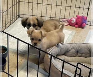 ShiChi Dogs for adoption in Portland, IN, USA