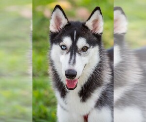 Medium Photo #1 Alaskan Husky Puppy For Sale in Miami, FL, USA