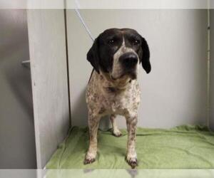 Beagle-Pointer Mix Dogs for adoption in Silver Spring, MD, USA
