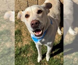 Carolina Dog Dogs for adoption in Tulsa, OK, USA