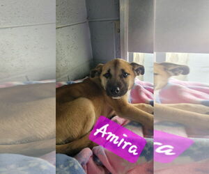 Australian Shepherd-Black Mouth Cur Mix Dogs for adoption in Brooksville, FL, USA