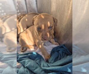 American Staffordshire Terrier-Unknown Mix Dogs for adoption in San Antonio, TX, USA