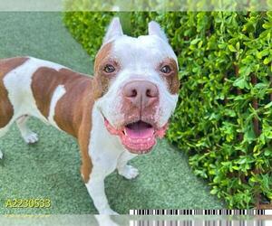 American Bulldog Dogs for adoption in West Palm Beach, FL, USA