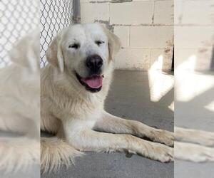 Great Pyrenees Dogs for adoption in Hanford, CA, USA