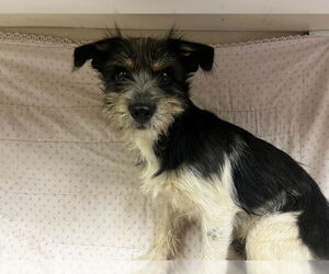 Border Terrier Dogs for adoption in HESPERIA, CA, USA
