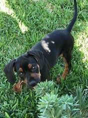 Black and Tan Coonhound-Unknown Mix Dogs for adoption in Sylmar, CA, USA