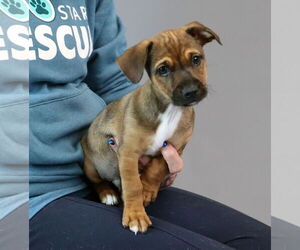 Jack-A-Bee Dogs for adoption in Princeton, MN, USA