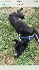 Borador Dogs for adoption in Fredericksburg, VA, USA