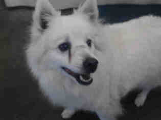 American Eskimo Dog Dogs for adoption in Camarillo, CA, USA