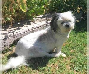 Shih Apso Dogs for adoption in phoenix, AZ, USA