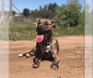 Staffordshire Bull Terrier-Unknown Mix Dogs for adoption in La Mesa, CA, USA
