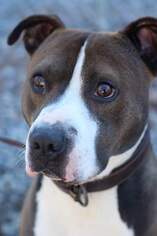 American Pit Bull Terrier Dogs for adoption in Bluefield, WV, USA
