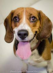 Medium Photo #1 Beagle Puppy For Sale in Oxford, MI, USA