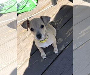 Chihuahua-Unknown Mix Dogs for adoption in St. Louis Park, MN, USA