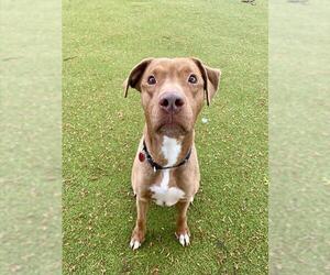 American Pit Bull Terrier-Labrador Retriever Mix Dogs for adoption in Boston, MA, USA