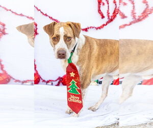 Border Collie-Pointer Mix Dogs for adoption in Stover, MO, USA