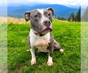 American Pit Bull Terrier Dogs for adoption in Glen Allen, VA, USA