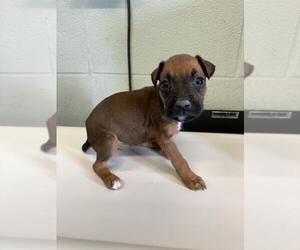 Rat Terrier-Unknown Mix Dogs for adoption in Corpus Christi, TX, USA