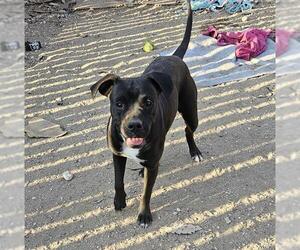American Staffordshire Terrier-Unknown Mix Dogs for adoption in San Antonio, TX, USA