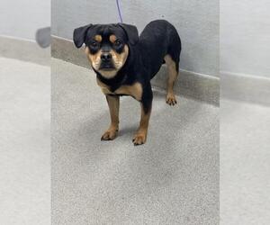 American Pit Bull Terrier-Unknown Mix Dogs for adoption in Las Vegas, NV, USA
