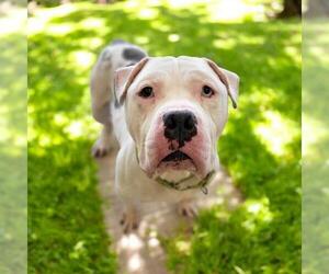 American Staffordshire Terrier-Unknown Mix Dogs for adoption in Akron, OH, USA