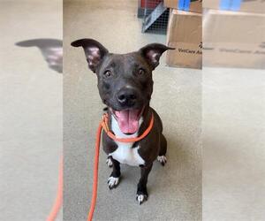 American Pit Bull Terrier-Unknown Mix Dogs for adoption in West Valley, UT, USA