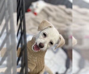 Maltese-Unknown Mix Dogs for adoption in Phoenix, AZ, USA