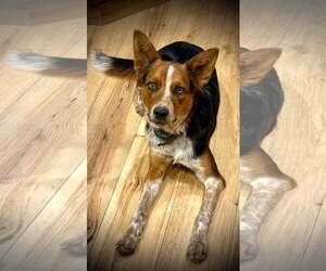 Mutt Dogs for adoption in Sandy, UT, USA
