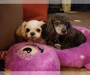 Poodle (Miniature) Dogs for adoption in Cincinnati, OH, USA