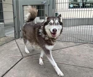 Siberian Husky Dogs for adoption in Martinez, CA, USA