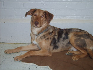 Medium Photo #1 Sheprador Puppy For Sale in Bellbrook, OH, USA