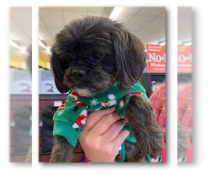 Lhasa Apso Dogs for adoption in Pataskala, OH, USA