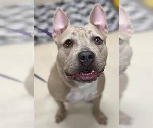 Bulldog-Unknown Mix Dogs for adoption in Center Township, PA, USA