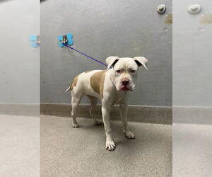 American Pit Bull Terrier-Unknown Mix Dogs for adoption in Las Vegas, NV, USA