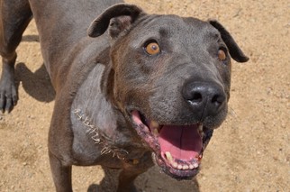 American Staffordshire Terrier-Unknown Mix Dogs for adoption in La Quinta, CA, USA
