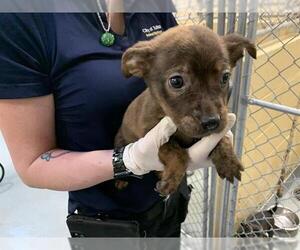 German Shepherd Dog-Unknown Mix Dogs for adoption in Tulsa, OK, USA