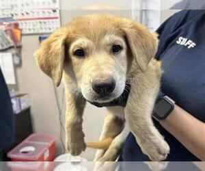 German Shepherd Dog-Unknown Mix Dogs for adoption in Visalia, CA, USA