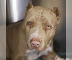 American Staffordshire Terrier-Unknown Mix Dogs for adoption in San Antonio, TX, USA