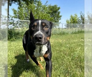 Mutt Dogs for adoption in Milford , IA, USA