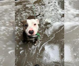 American Pit Bull Terrier Dogs for adoption in Stockton, CA, USA