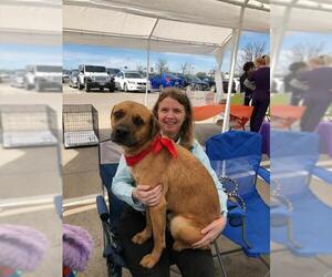Black Mouth Cur-Retriever  Mix Dogs for adoption in Weatherford, TX, USA