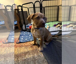 Mastiff-Unknown Mix Dogs for adoption in Duluth, MN, USA