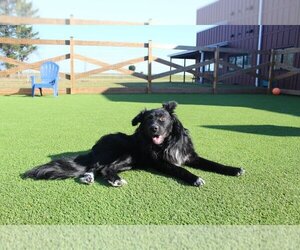 Border Collie Dogs for adoption in Chestertown, MD, USA