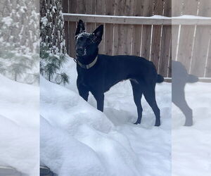 Mutt Dogs for adoption in Imlay City, MI, USA
